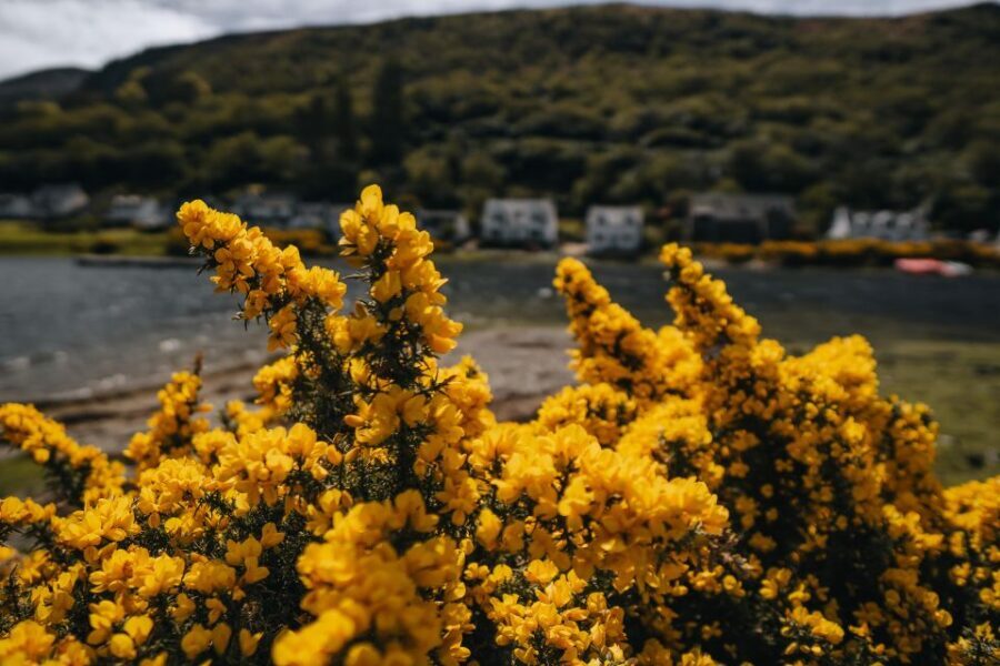 From Glasgow: A Day on the Isle of Arran with Admission - Blackwaterfoot: Quiet Village Time, Beach Air, and a Pastry Stop