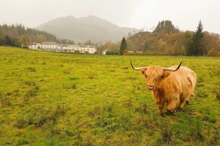 From Glasgow: Loch Lomond, Trossachs & Stirling Castle Tour - Price and value: $71 for a full loop of scenery and stories