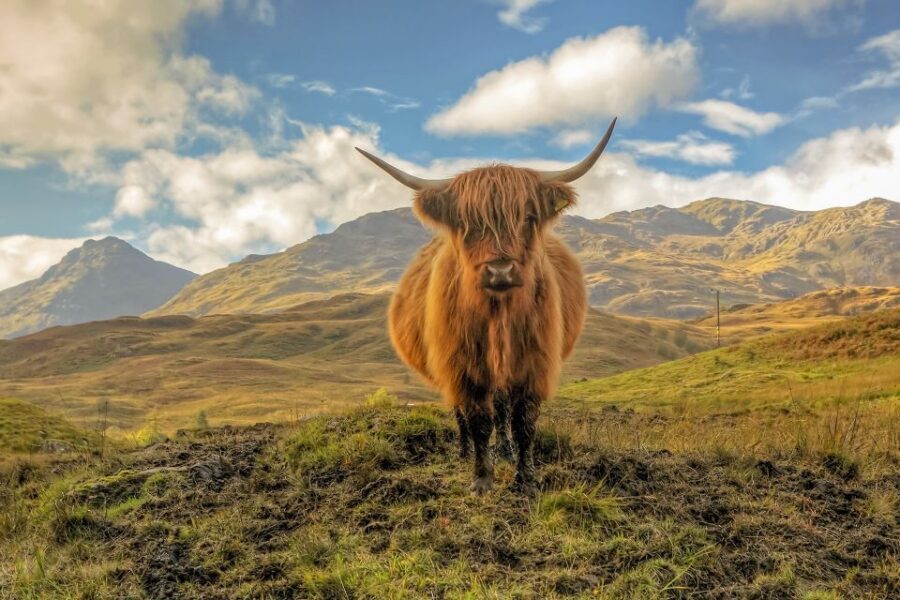 From Glasgow: Loch Lomond, Trossachs & Stirling Castle Tour - Loch Lomond Shores versus Luss: your walking style choice