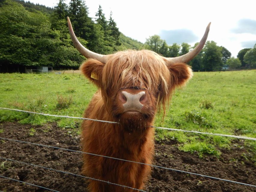 From Glasgow: Scottish Highlands & Isle of Skye 5-Day Tour - Who this tour is best for (and when to choose differently)