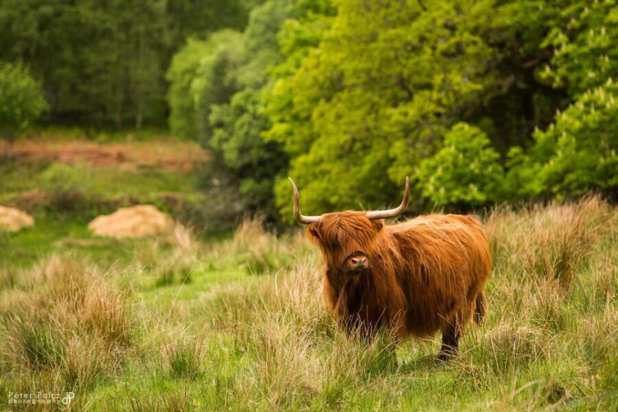Glasgow: Loch Ness, Glen Coe, Hairy Coos & The Highlands - Glen Coe: volcanic cliffs and the MacDonald tragedy