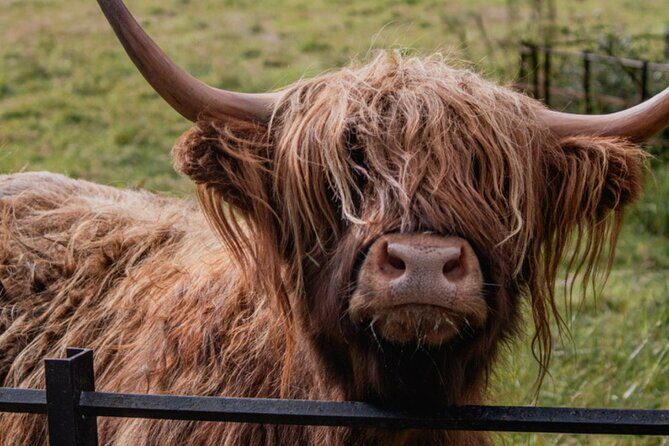 Highlands Cows Glencoe and Castles Private Tour from Glasgow - Kilchurn Castle: the quick stop with a strong visual punch