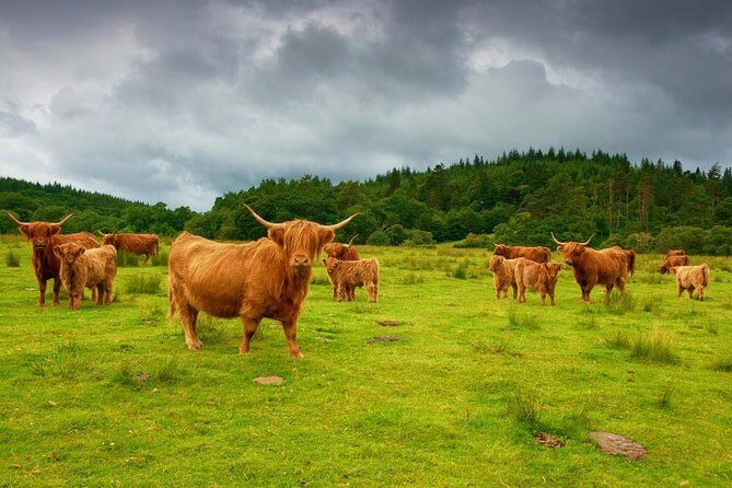 Highlights of Scotland Private Day Tour from Glasgow - Key things I think you’ll care about