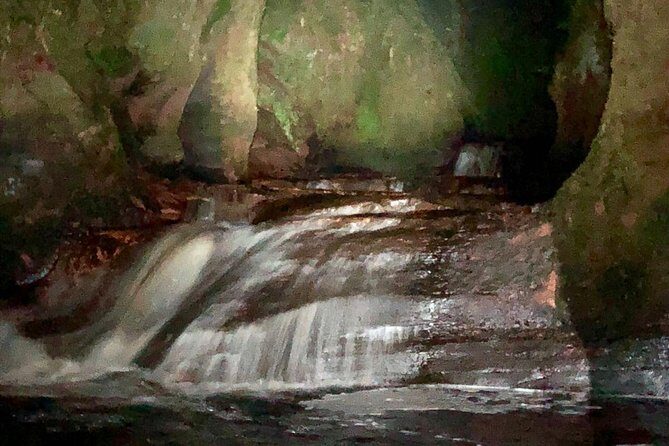 Join the Dark Side of Magical Nature - Glasgow Pickup, Night Bus Ride, and What You’ll See En Route