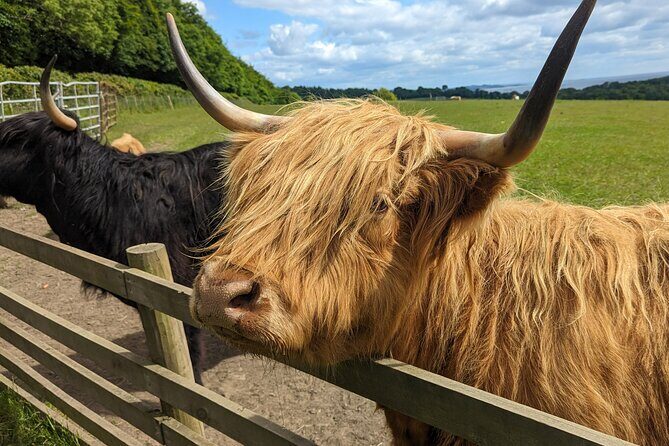 Loch Lomond, Highland Cows, Victorian Town, Castle Half-Day Tour - Kilmahog Highland Cows: Feeding Time in 15 Minutes