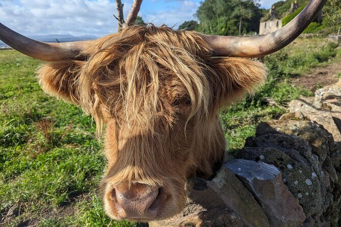 Loch Lomond, Highland Cows, Victorian Town, Castle Half-Day Tour - Callander: The Victorian Gateway to Highlands Breaks