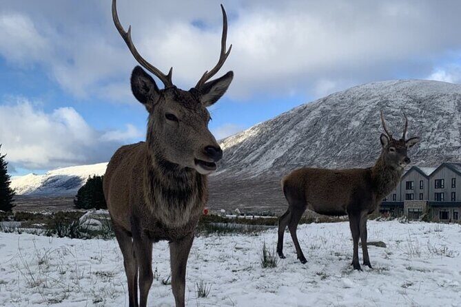 Ultimate Day tour Edinburgh: Glencoe, Highland Cows, Loch Lomond - Loch Lomond drive-through: photos plus a song on the way